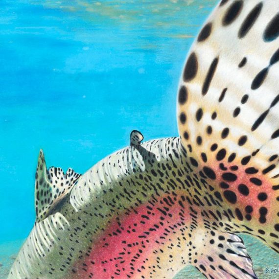Redband Release rainbow trout fly fishing art