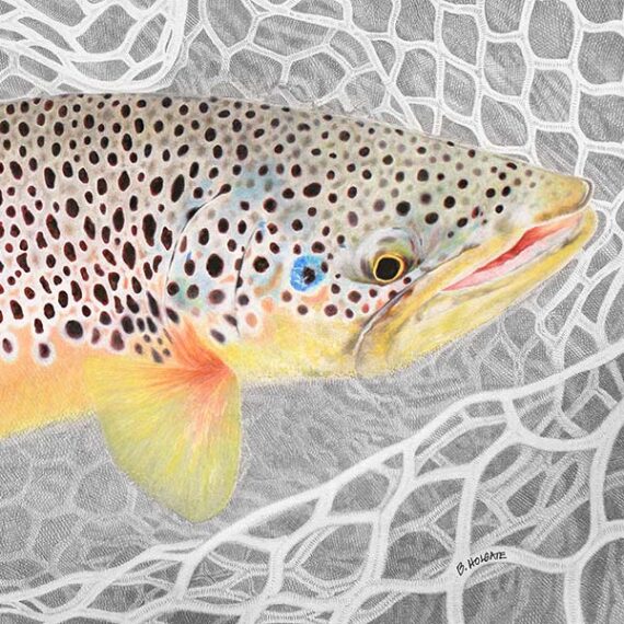 brown trout fly fishing art
