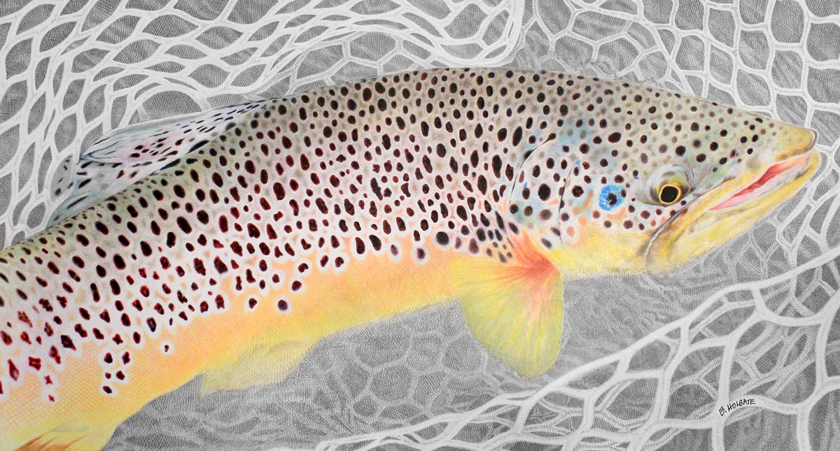 fly fishing art - brown trout