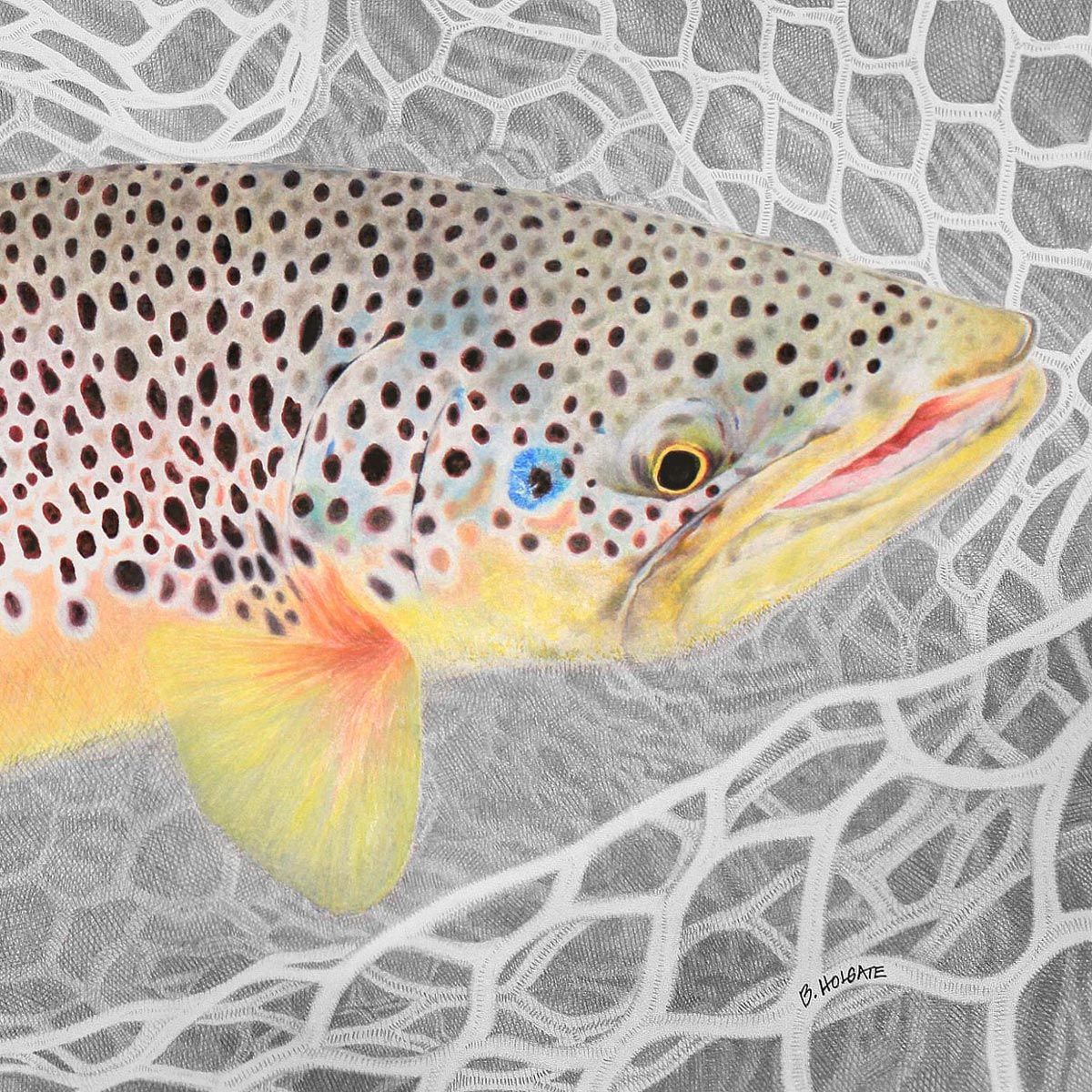 brown trout fly fishing art