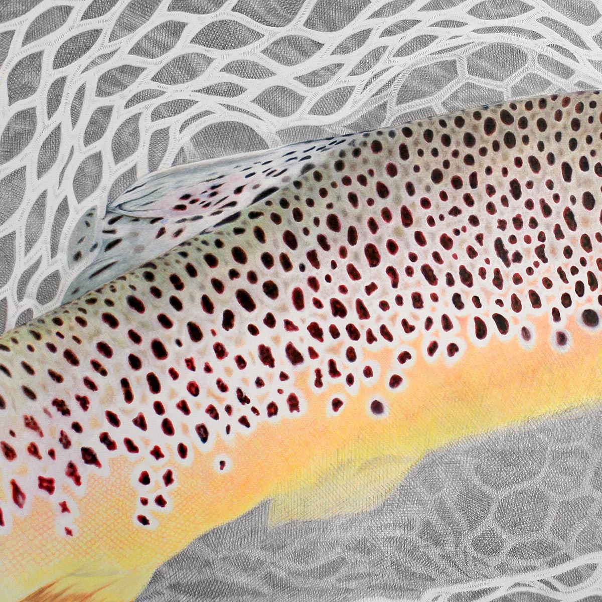 fly fishing fine art brown trout